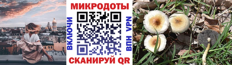 закладки  Прокопьевск  Галлюциногенные грибы Psilocybe 